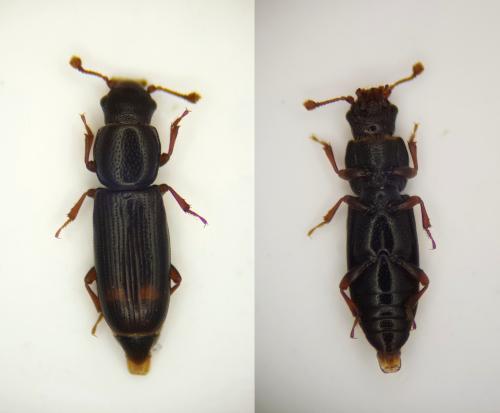 Rhizophagus bipustulatus